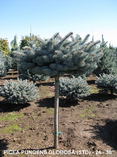Picea Pungens Globosa (Std) 24 30 inch